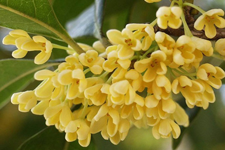 什么树可以嫁接桂花树(办法和时间)