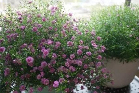 雪茄花是并不是满天星（外形和养殖办法区别）