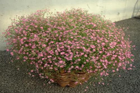 满天星怎么种植（干花和盆栽）