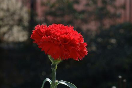 红色康乃馨送什么人,花语是啥?