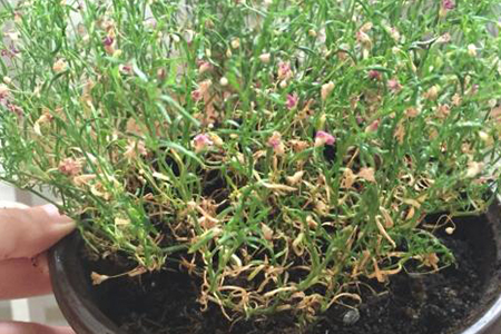 满天星烂根解决办法,枯萎了还可以活吗