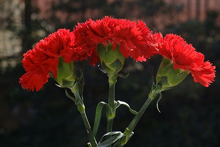 红色康乃馨送什么人,花语是啥?