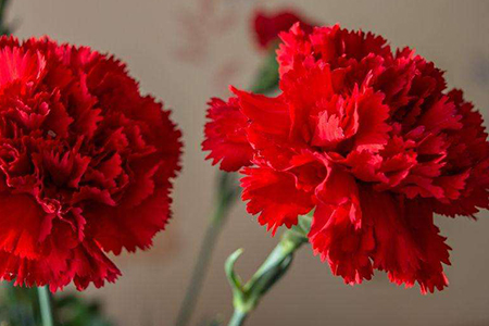 红色康乃馨送什么人,花语是啥?