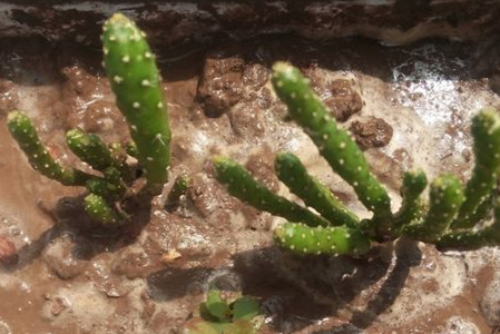 姬珊瑚的养殖办法和注意些什么