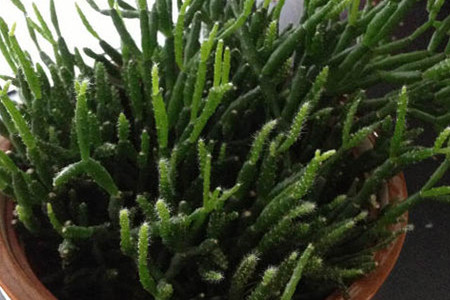 姬珊瑚的养殖办法和注意些什么