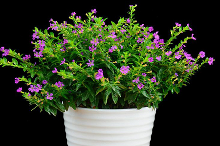 满天星的种子怎么种(流程图解)