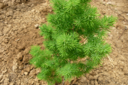 蓬莱松叶子发黄解决办法