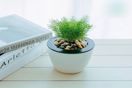 蓬莱松叶子发黄解决办法