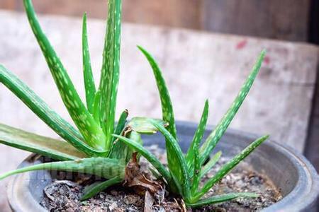 芦荟怎么种植才能更旺盛，更快生出小芦荟