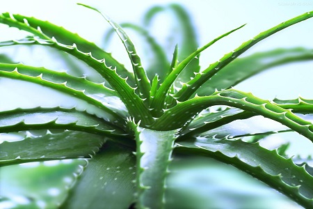 芦荟怎么种植才能更旺盛，更快生出小芦荟