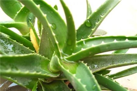 芦荟怎么种植才能更旺盛，更快生出小芦荟