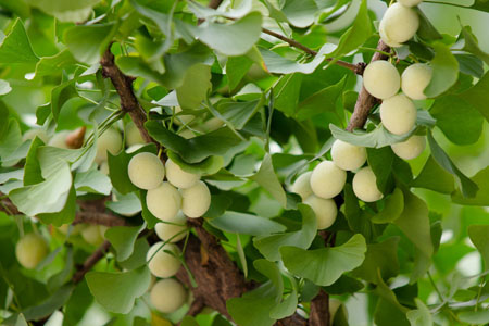 新鲜白果怎么去壳去皮（附保存办法）