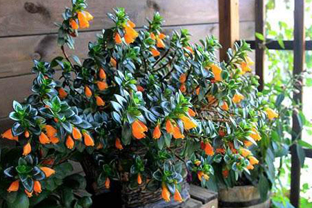 金鱼吊兰怎么种植才开花