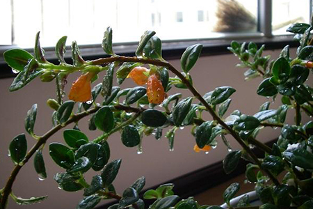 金鱼吊兰怎么种植才开花