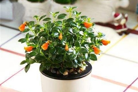 金鱼吊兰怎么种植才开花