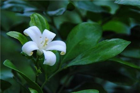 米兰的养殖办法和注意些什么