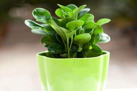 豆瓣绿的养殖办法和注意些什么