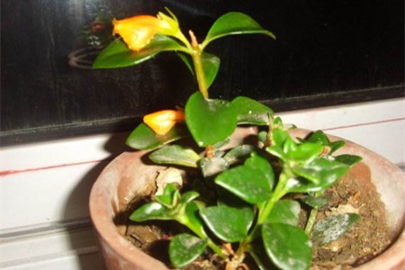 金鱼吊兰怎么换盆