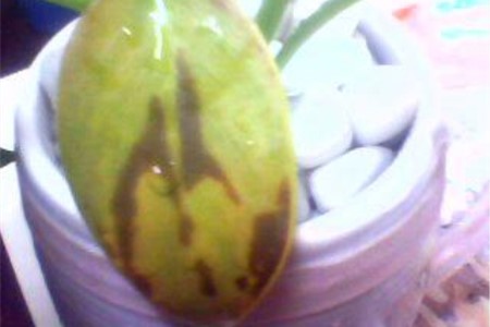 豆瓣绿的养殖办法和注意些什么