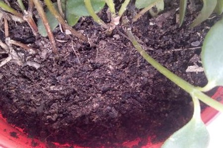 金鱼吊兰怎么换盆