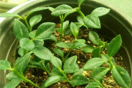 金鱼吊兰怎么换盆