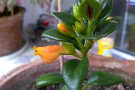 金鱼吊兰夏天怎么种植