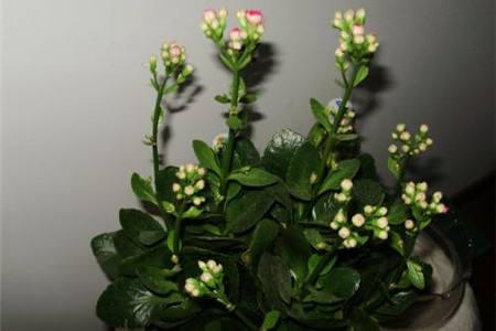 刚买的长寿花怎么种植护