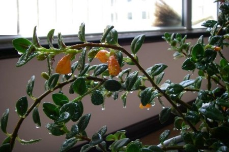 金鱼吊兰夏天怎么种植