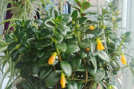 金鱼吊兰的养殖办法和注意些什么