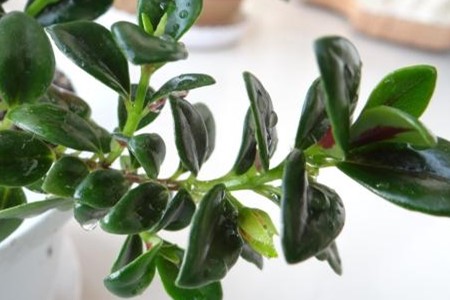 金鱼吊兰不开花解决办法