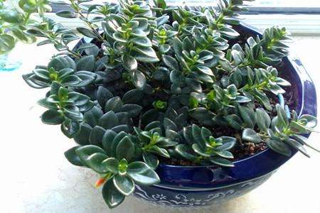 金鱼吊兰不开花解决办法