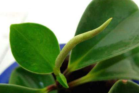 豆瓣绿什么时候开花