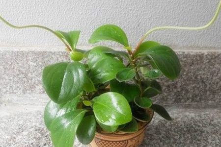 豆瓣绿什么时候开花