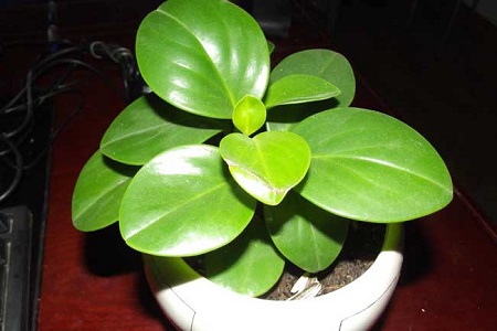 豆瓣绿怎么种植叶子圆大