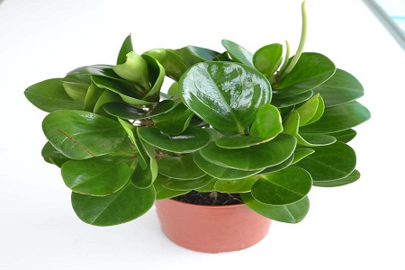 豆瓣绿怎么种植叶子圆大