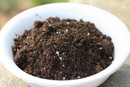 豆瓣绿怎么种植叶子圆大