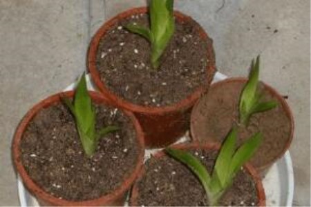 鸿运当头1年开几次花