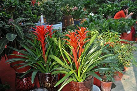 鸿运当头1年开几次花