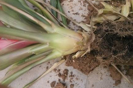 鸿运当头怎么繁殖