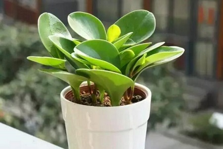 豆瓣绿怎么种植才茂盛