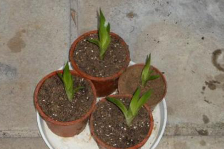 鸿运当头怎么繁殖