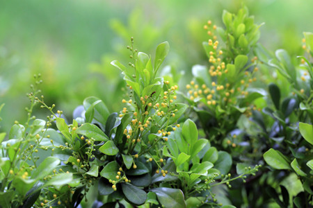 米兰盆栽怎么种植