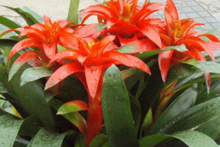 鸿运当头怎么浇水