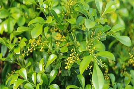 米兰盆栽怎么种植