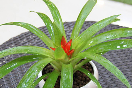 鸿运当头怎么浇水