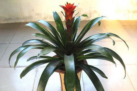 鸿运当头怎么修剪