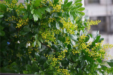 米兰掉叶子是啥原因