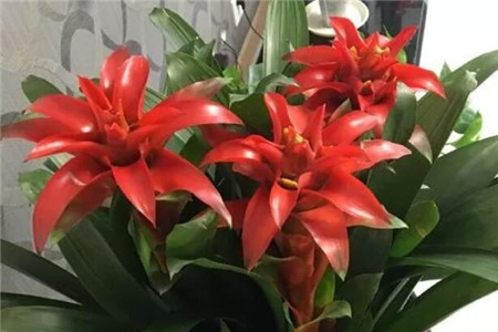 鸿运当头怎么修剪