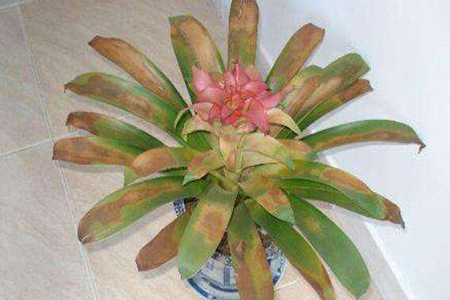 鸿运当头怎么修剪