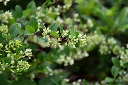 米兰掉叶子是啥原因